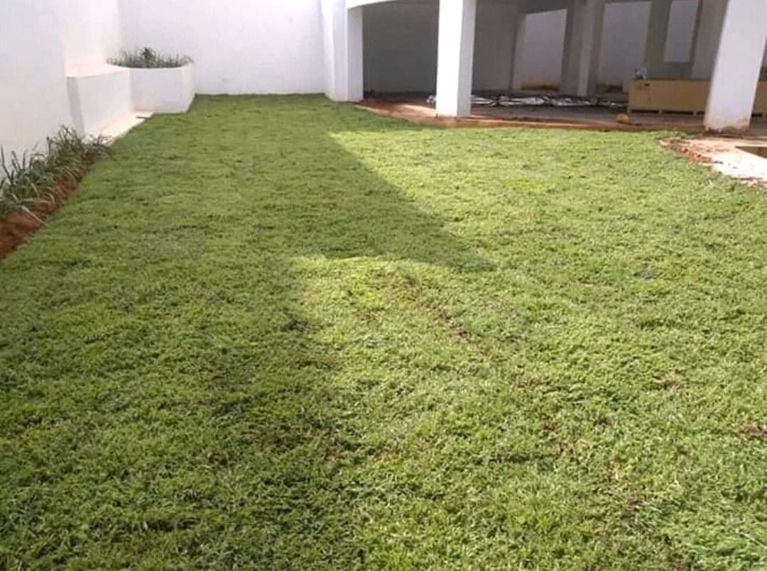 Kikuyu Grass