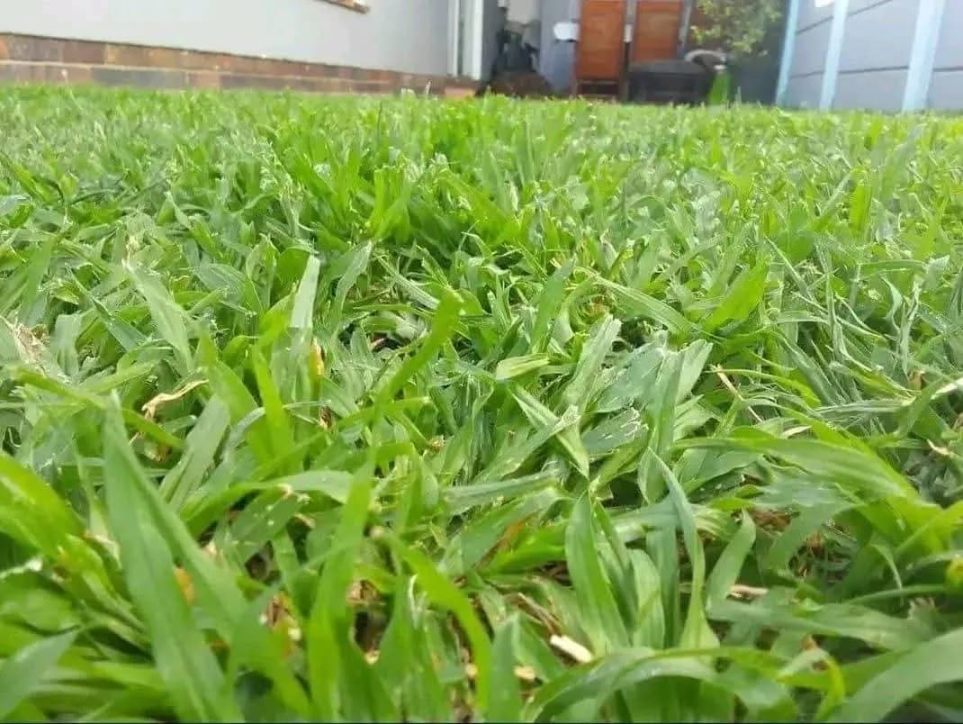 Buffalo Grass