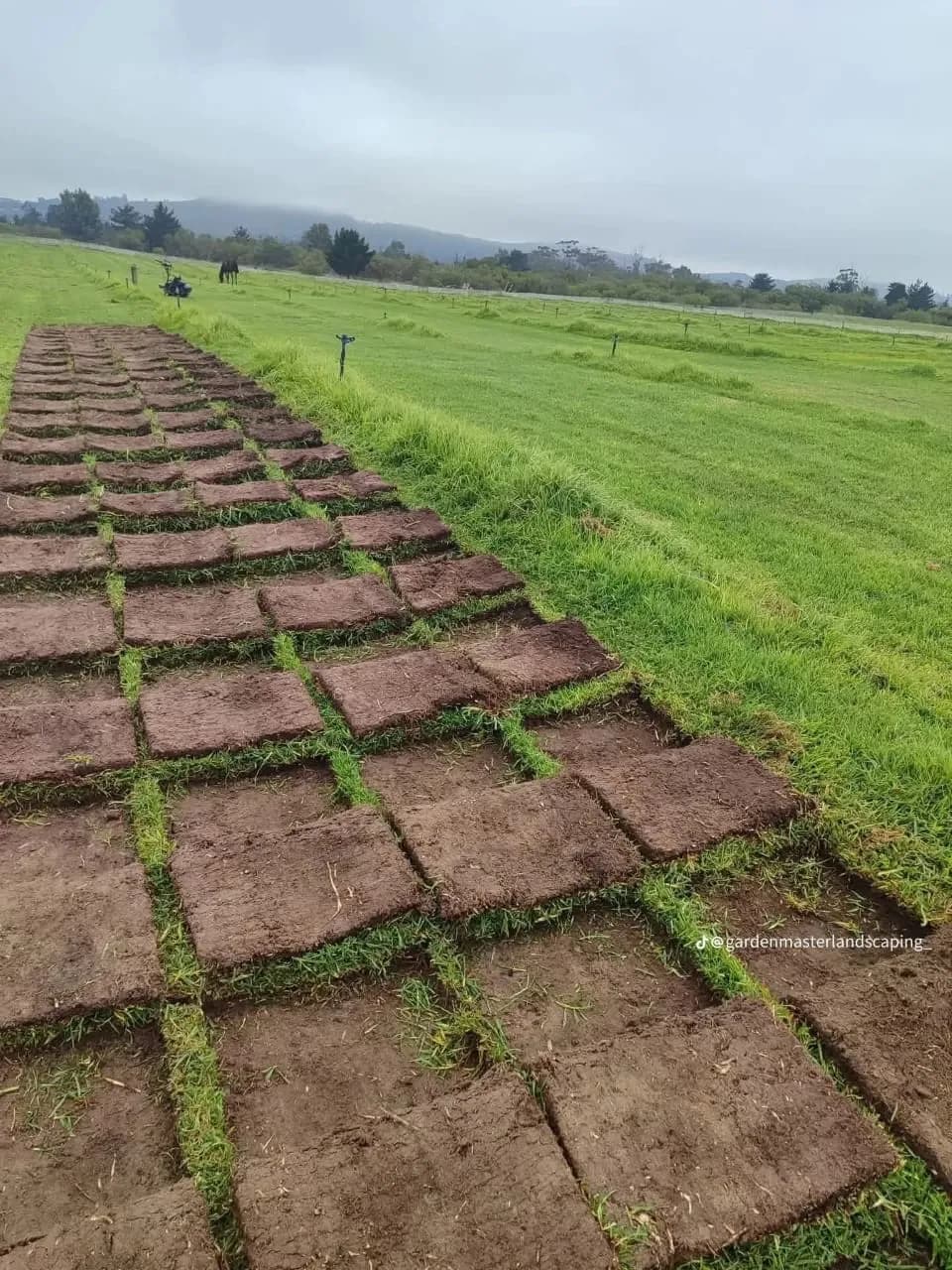 Instant lawn squares laid in rows