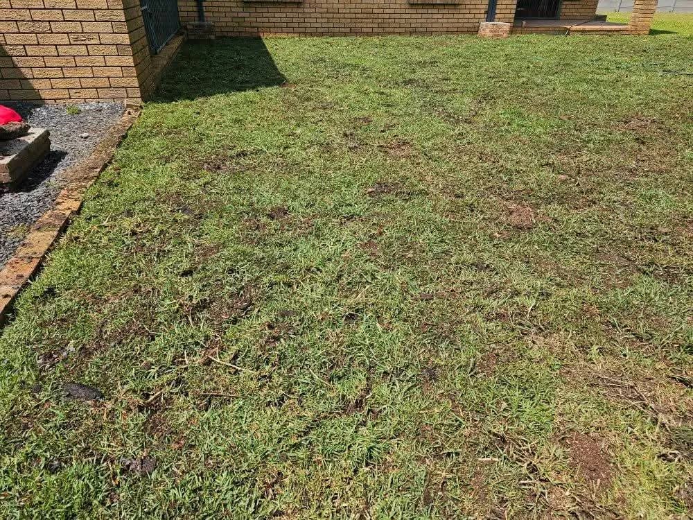 Newly laid lawn beside a garden border