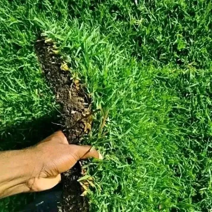 Hand showing dense instant lawn roots