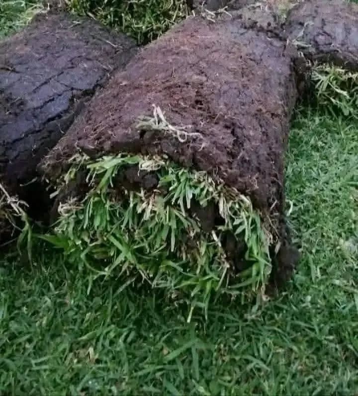 Rolled instant lawn showing soil base